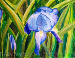 Iris (not for sale)