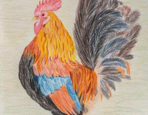Rooster in pencil on paper