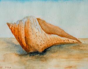 Shell on beach